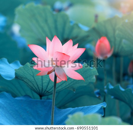 Lotus Flower