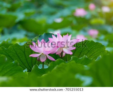 Lotus Flower