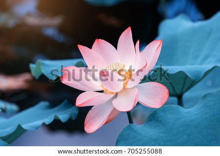 Lotus Flower