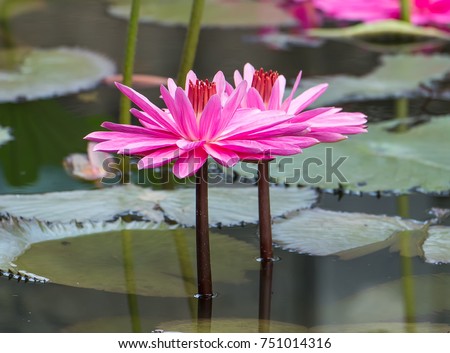 Lotus Flower