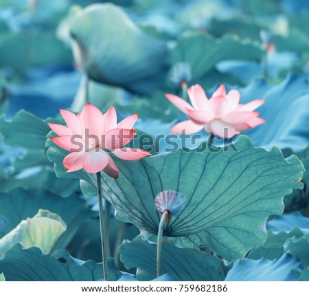 Blooming Lotus