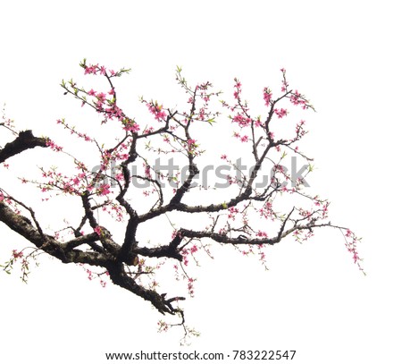 Peach Blossom