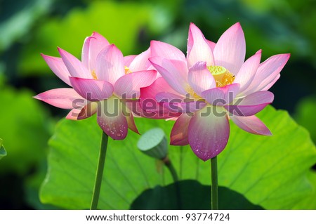 Blooming Lotus