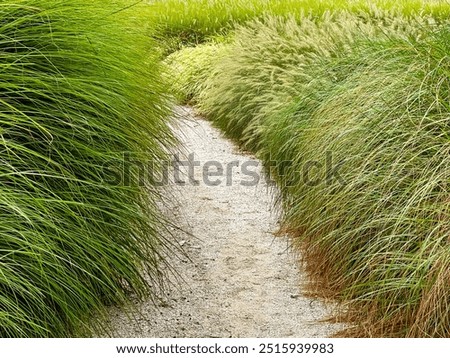 Similar – Image, Stock Photo Path through the meadow