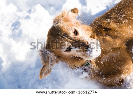 Color photograph of a Golden Retriever dog covered in snow after rolling around.