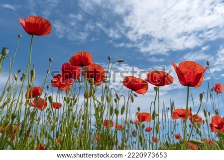 Image, Stock Photo poppy flower Capsule Poppy