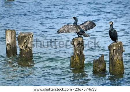 Similar – Foto Bild Kormorane sitzen auf Buhnen in der Ostsee