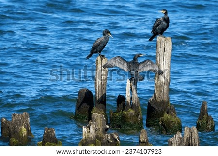 Similar – Foto Bild Kormorane sitzen auf Buhnen in der Ostsee