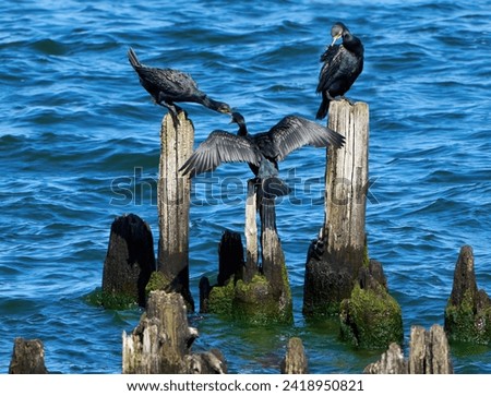 Similar – Foto Bild Kormorane sitzen auf Buhnen in der Ostsee