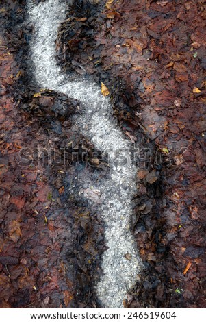 Abstract pattern in brown, mouldered autumn leaves - formed by water during heavy rain.