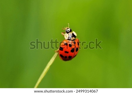 Similar – Image, Stock Photo Asian ladybird Ladybird