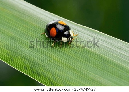 Similar – Image, Stock Photo Asian ladybird Ladybird