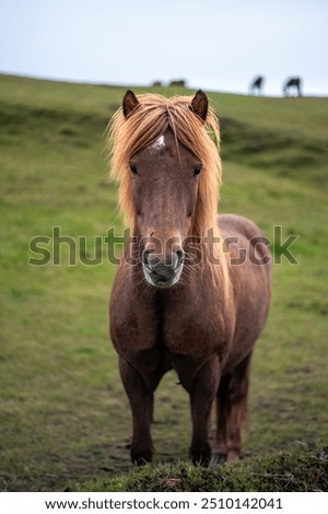 Similar – Image, Stock Photo Icelandic horse chestnut