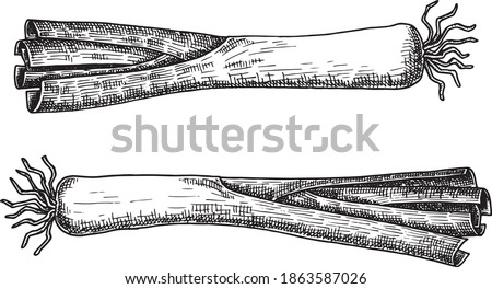 Hand drawn black and white crosshatch vector illustration of two leek. No background.