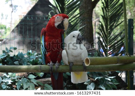 Similar – Foto Bild Papageien Pärchen sitzt nebeneinander auf einem Ast im Regenwald von Costa Rica