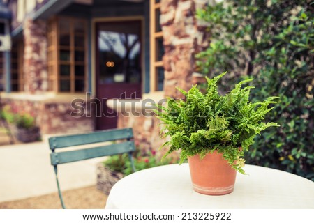 A fern plant in a vase on the table with chair