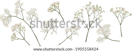 baby's breath flower, gypsophila hand drawn, isolated vector illustration set. coloured. Invitations, gift card, wedding, greetings, anniversary decorations. Bouquet element. Green, ivory, beige 