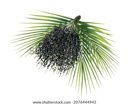 Acai palm fruit berries brunch realistic 3d vector illustration. Realistic palm leaves with big purple inflorescence of superfood berries acae. Isolated on white. Top diet vegan supplement Imagine de stoc © 