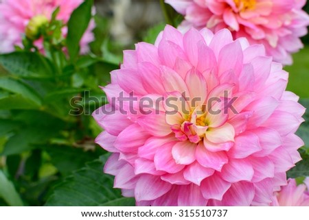 A beautiful pink Dahlia