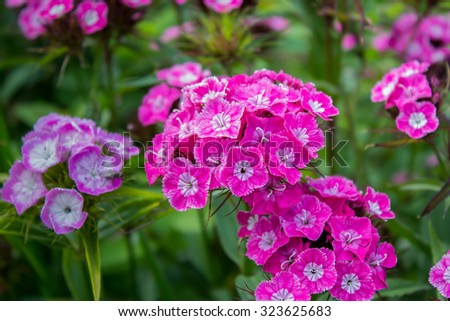 flowering plant wallpaper