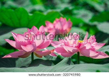 Lotus flower background. Lotus is symbol for Vietnamese