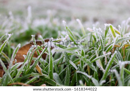 Similar – Image, Stock Photo frosty walk Feet Plant