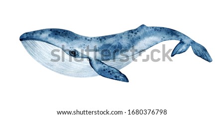 Watercolor blue whale illustration isolated on white background. Hand-painted realistic underwater animal art.