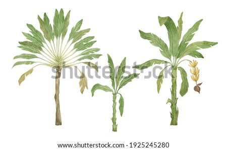 Watercolor palm tree in green color isolated on white background. Vintage banana trees. Floral tropical jungle.