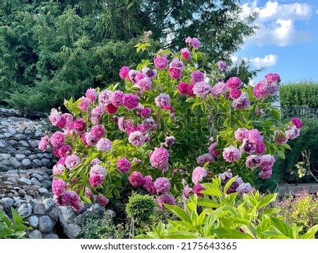 Similar – Foto Bild Blühende Sträucher des Japanischen Rhododendrons in Orange