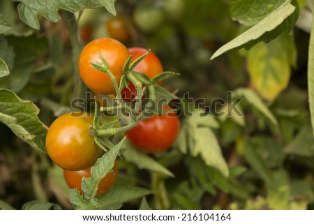bush tomatoes