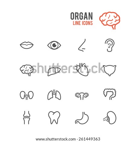 Organ icon set. Vector illustration.