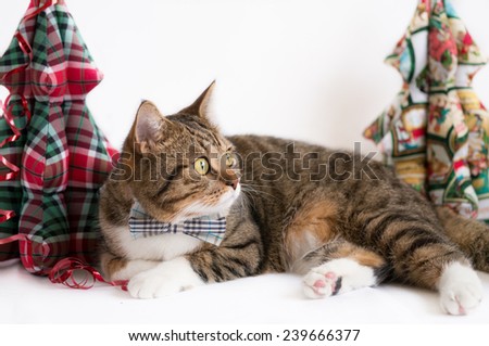 British Shorthair Cat under Christmas Tree, Christmas and New year Cat