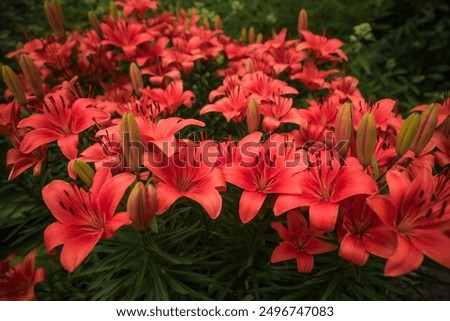 Similar – Image, Stock Photo blooming red lilies with green stems and leaves in the garden