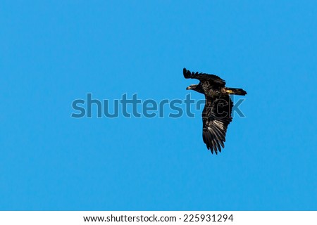 Bald Eagle soaring over lake