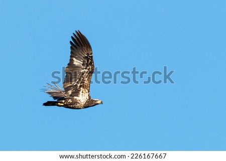 Bald Eagle soaring over lake jordan