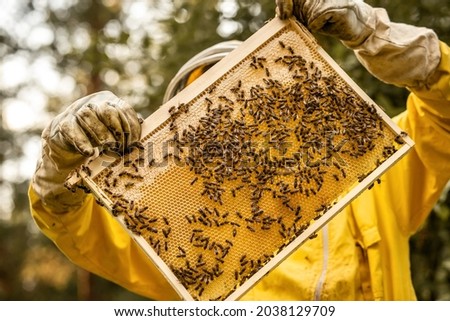 The beekeeper holds a honey cell with bees in his hands. Apiculture. Apiary. Working bees on honeycomb. Bees work on combs. Honeycomb with honey and bees close-up.