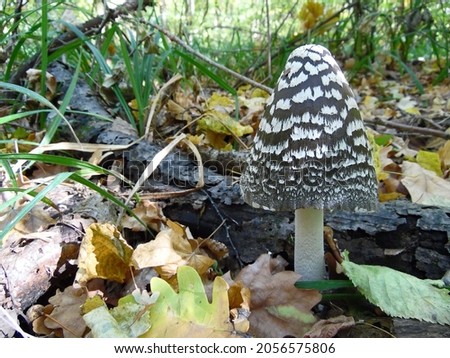 Similar – Image, Stock Photo Umbrellas for the centipedes, by the Swabian Sea.