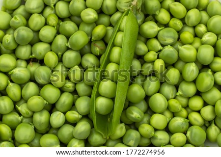 Green Peas. Green background. Green pea top view copy space. Fresh organic green peas. Vegetable harvesting.Beautiful close up of fresh peas and pea pods. Healthy vegetarian food Stock foto © 