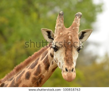 head and upper neck of a giraffe (giraffa caemlopardis), the tallest land animal and the largest ruminid