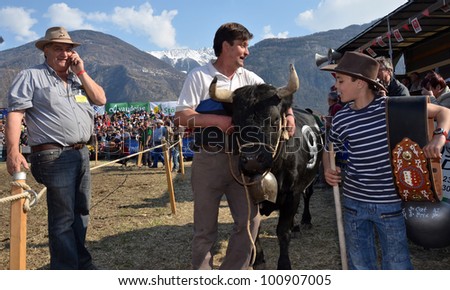 LEYTRON, SWITZERLAND - MARCH 25: third place for Bataille owned by Jose Lopez at the cow fighting championships. March 25, 2012 in Leytron, Switzerland