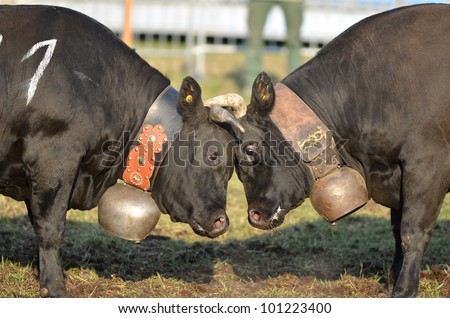 Two cows go head to head in a cow fight. A competition to establish the dominant cow to lead the herd to summer pastures.