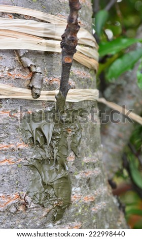 Graft of a commercial fuiting cherry scion (twig) onto a wild cherry stock, using the side bud technique