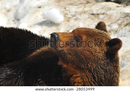 a brown bear having dug a den in the snow, rolls on its back, seemingly in play. There are still traces of snow on its fur