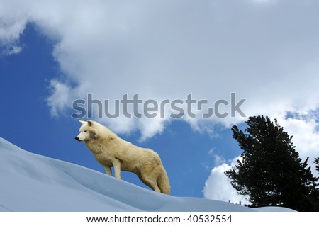 an arctic wolf on a mountain ridge with snow and a dwarf pine