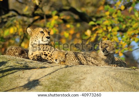 cheetah mother and cubs resting on a rock in the sun