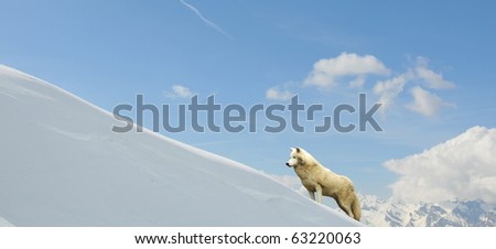 Arctic wolf in the mountains above a bank of snow