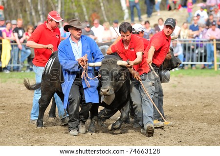 RARON, SWITZERLAND - APRIL 3: Owner and assistants try to control a cow during the fighting cow championships in Raron on April 3, 2010 in Raron, Switzerland