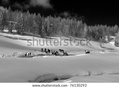 monochrome of a herd of semi-wild black and white horses gather in the winter close to a stream and a forest