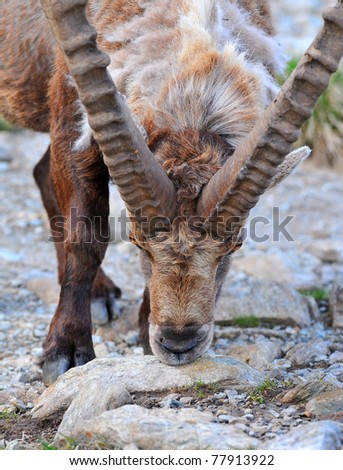 Male mountain Ibex (copra ibex) with very large horns licks salt from stones