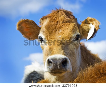 Face of a young cow against blue sky